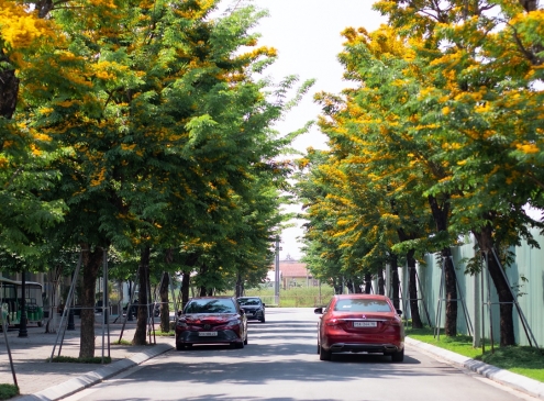 Giáng hương chạm ngõ Ecogarden